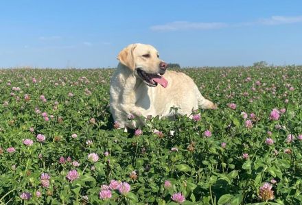 reinrassige Labrador Hündin