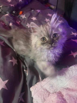 3 süße Ragdoll / Perser Mischlingskaterchen