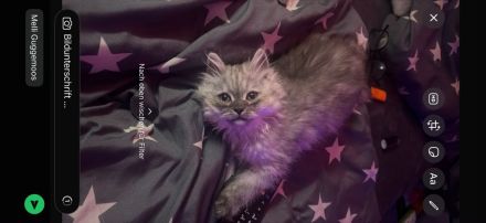3 süße Ragdoll / Perser Mischlingskaterchen