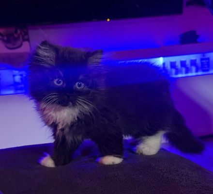 3 süße Ragdoll / Perser Mischlingskaterchen