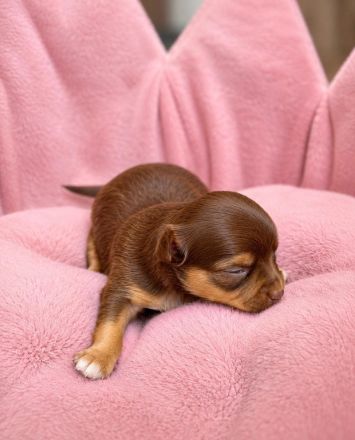 Chihuahua Welpe Hündin Langhaar Tricolor – gechipt & geimpft