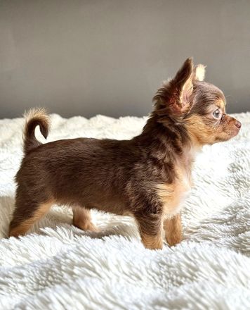 Traumhafte Chihuahua-Hündin Luiza (Tricolor) – Kurzhaar mit Langhaargen