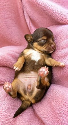 Chihuahua Welpe Hündin Langhaar Tricolor – gechipt & geimpft