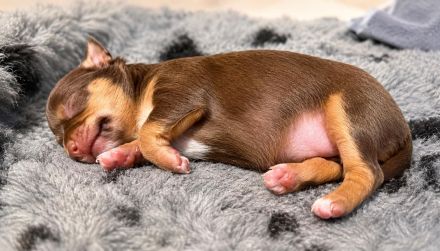 Chihuahua Welpe Hündin Langhaar Tricolor – gechipt & geimpft