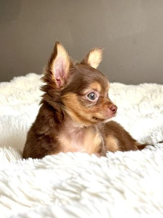 Traumhafte Chihuahua-Hündin Luiza (Tricolor) – Kurzhaar mit Langhaargen