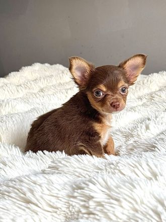 Traumhafte Chihuahua-Hündin Luiza (Tricolor) – Kurzhaar mit Langhaargen