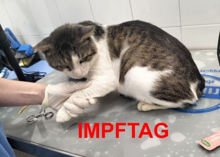 Herrmann sucht sein Für-immer-Zuhause (Wohnungskatze, Einzelprinz mit großem Herzen)