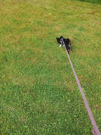 Süßer Mini Chihuahua
