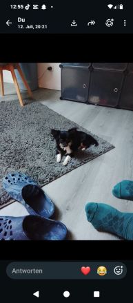 Süßer Mini Chihuahua
