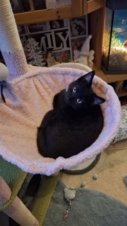 Orientalische Kurzhaar Mix Katze