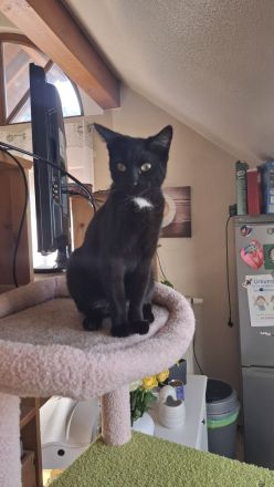 Orientalische Kurzhaar Mix Katze