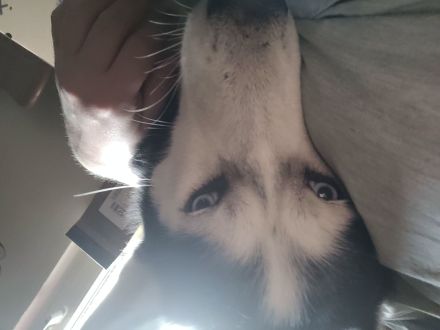 Husky Rüde Elton 4 Jahre