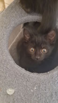 Katzenbabys/ Kitten suchen ein neues Zuhause