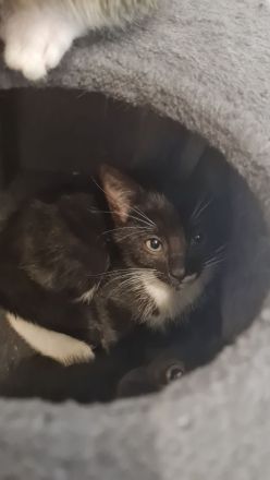 Kitten suchen ein neues Zuhause