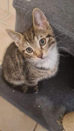 Kitten suchen ein neues Zuhause