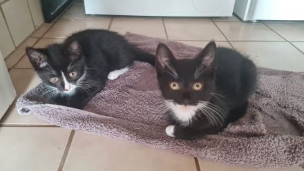 Kitten suchen ein neues Zuhause