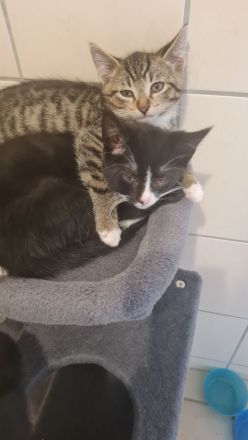 Kitten suchen ein neues Zuhause