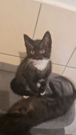Kitten suchen ein neues Zuhause