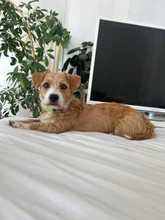 Manolito auf Pflegestelle in 22305 sucht sein Für-immer-Zuhause