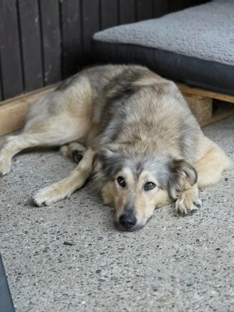 Petra auf Pflegestelle in 92318 Neumarkt sucht ihr Für-immer-Zuhause