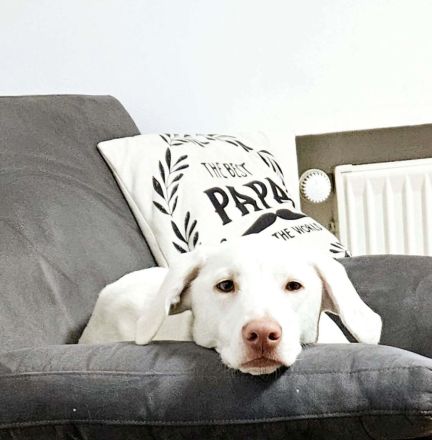 Aiko in 57258 Freudenberg sucht sein Für-immer-Zuhause