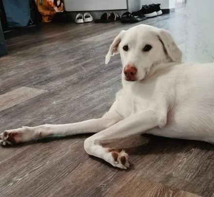 Aiko in 57258 Freudenberg sucht sein Für-immer-Zuhause