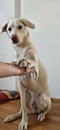 Aiko in 57258 Freudenberg sucht sein Für-immer-Zuhause