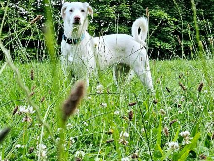 Aiko in 57258 Freudenberg sucht sein Für-immer-Zuhause