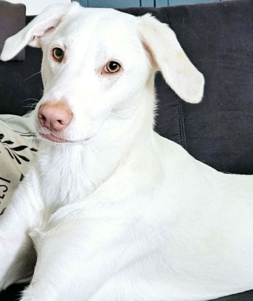 Aiko in 57258 Freudenberg sucht sein Für-immer-Zuhause
