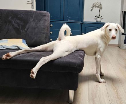 Aiko in 57258 Freudenberg sucht sein Für-immer-Zuhause
