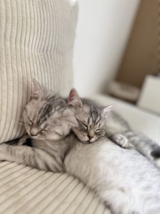 Zwei BKH-Mix-Katerbrüder gemeinsam abzugeben 🐱❤️