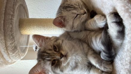 Zwei BKH-Mix-Katerbrüder gemeinsam abzugeben 🐱❤️
