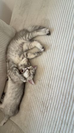 Zwei BKH-Mix-Katerbrüder gemeinsam abzugeben 🐱❤️
