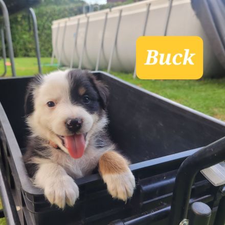 Australian Shepherd Welpen