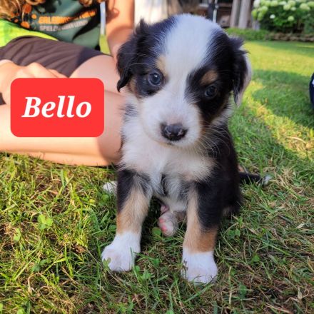 Australian Shepherd Welpen