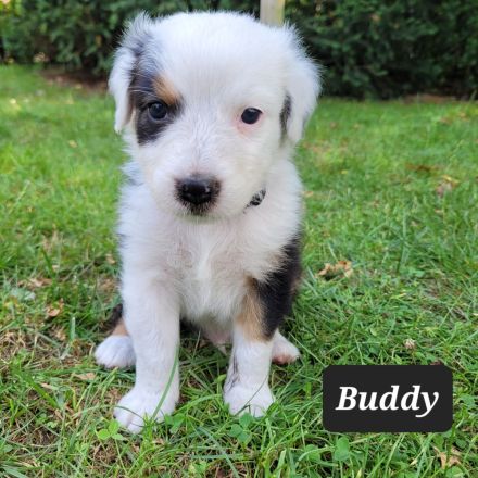 Australian Shepherd Welpen