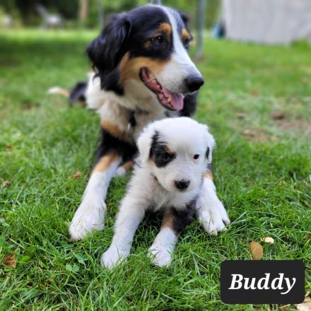 Australian Shepherd Welpen