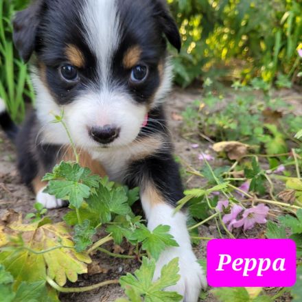 Australian Shepherd Welpen