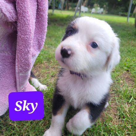 Australian Shepherd Welpen
