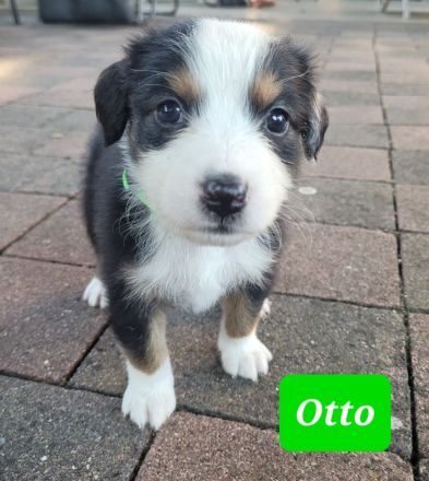 Australian Shepherd Welpen