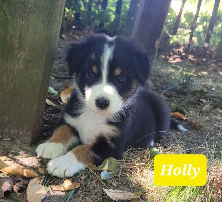 Australian Shepherd Welpen