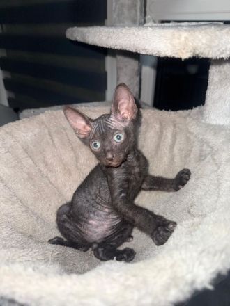 Zwei wunderschöne Sphynx Katzen mit Veloursfell