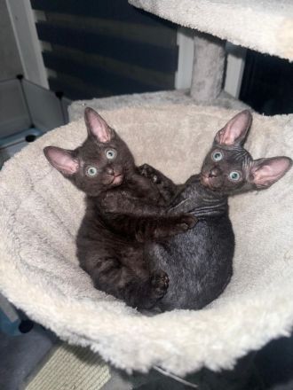Zwei wunderschöne Sphynx Katzen mit Veloursfell