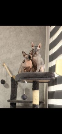 Zwei wunderschöne Sphynx Katzen mit Veloursfell