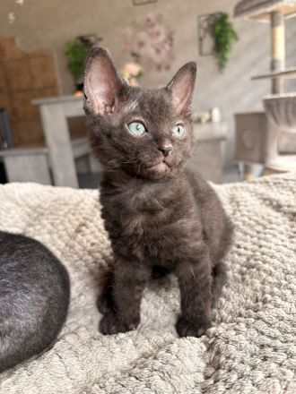 Zwei wunderschöne Sphynx Katzen mit Veloursfell