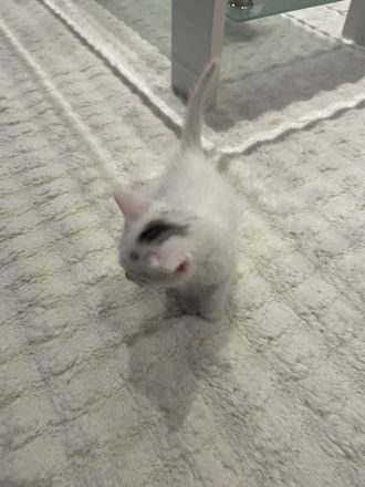 Babykatze Weiß Schwarz DRINGEND