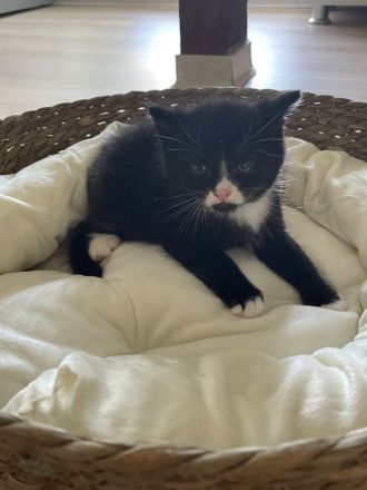 Babykatze DRINGEND