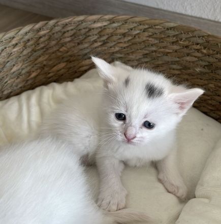 Babykatze DRINGEND