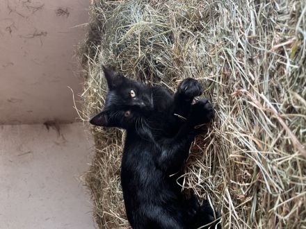 Katzenbabys abzugeben