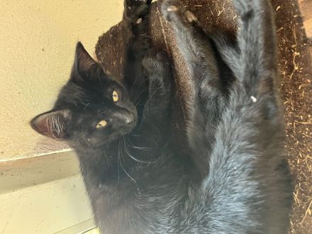 Katzenbabys abzugeben
